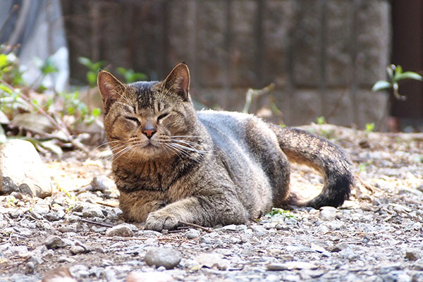 入っては来んにゃろ　アビ