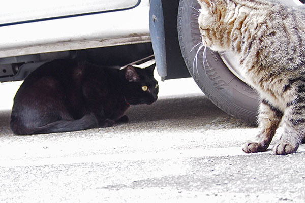 ソラちゃんち前で　モノタとシマヲ