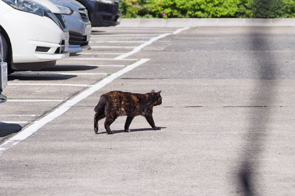 カラー　すんすん歩く