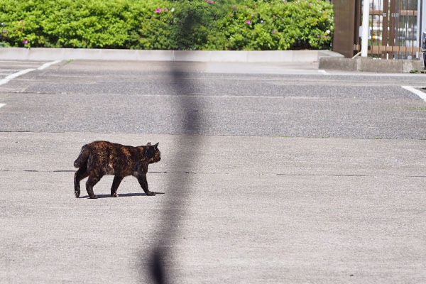 カラー　手前の枝が