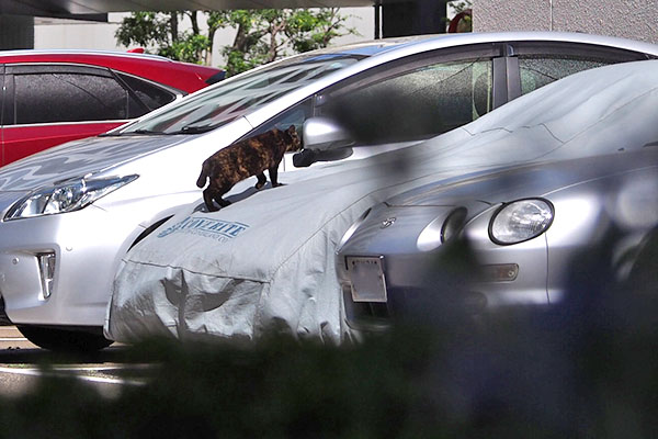 カラー　車の上へ