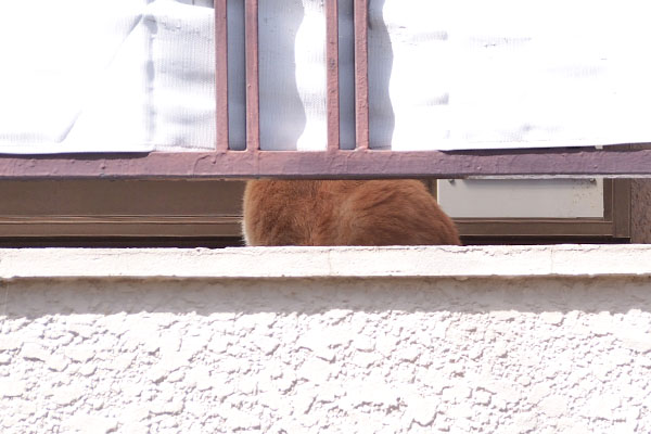 近くの家に別茶トラ