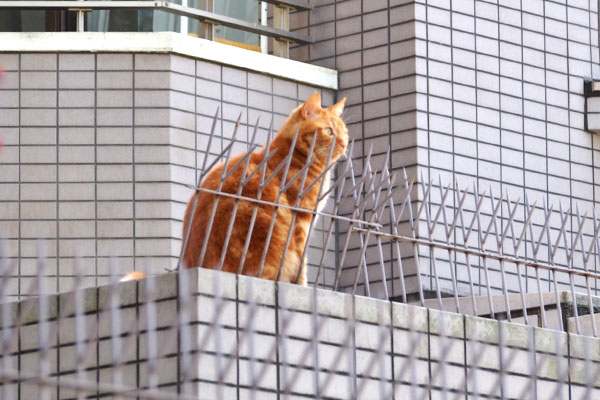 ギザ　向いのマンションを見てた