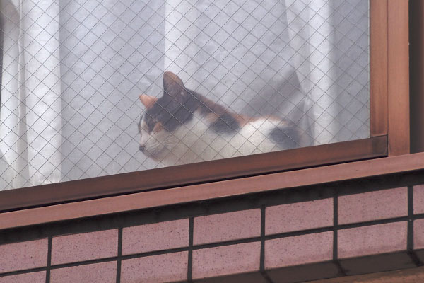 窓に三毛猫さん発見