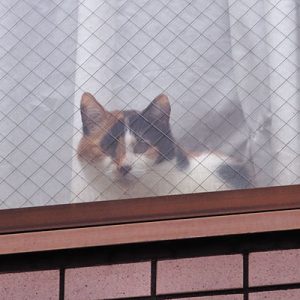 calico cat in the room