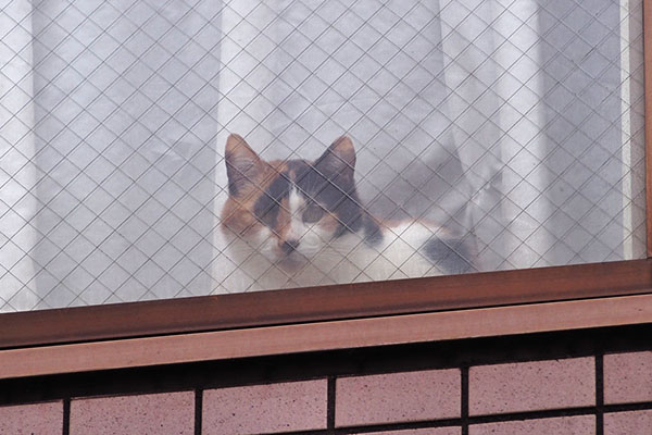 calico cat in the room