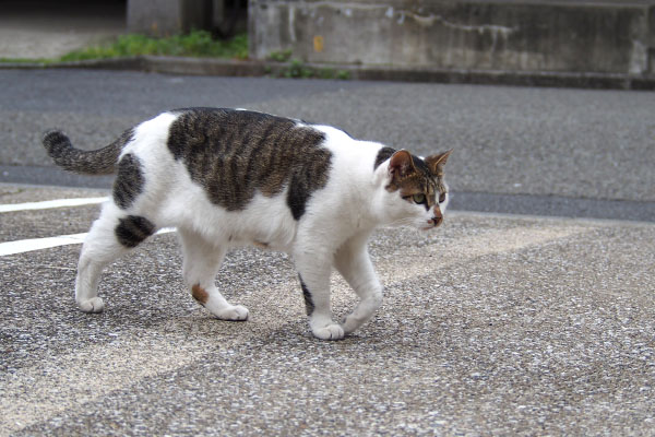 セイ　リンクスへ接近