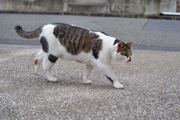 セイ　リンクスを見る