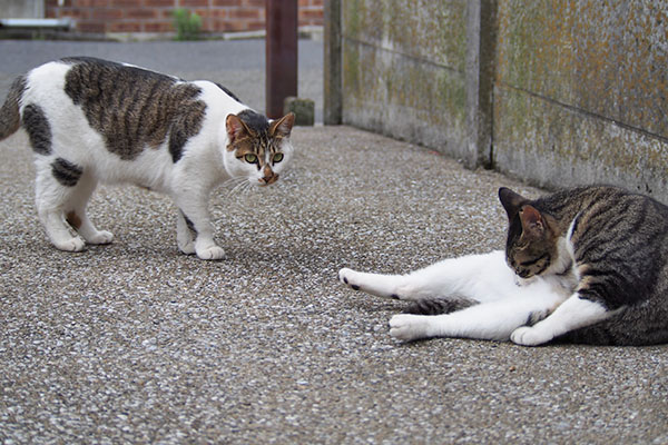 セイとリンクス　姉と妹