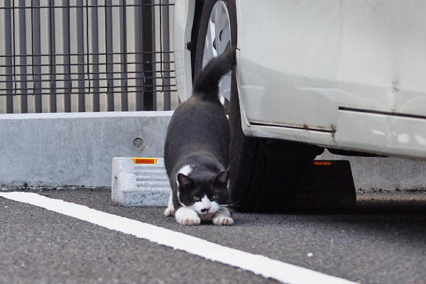 伸びをする　こまち