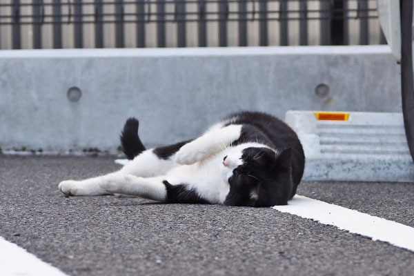 左に転がる　こまち