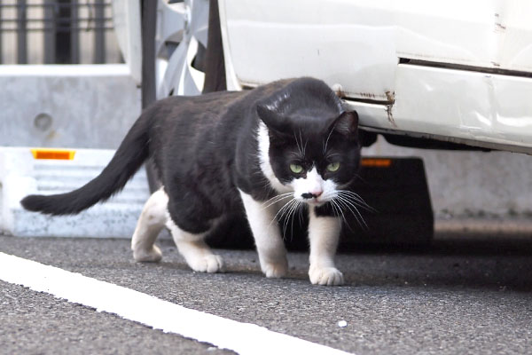 起き上がり狙いを定める　こまち