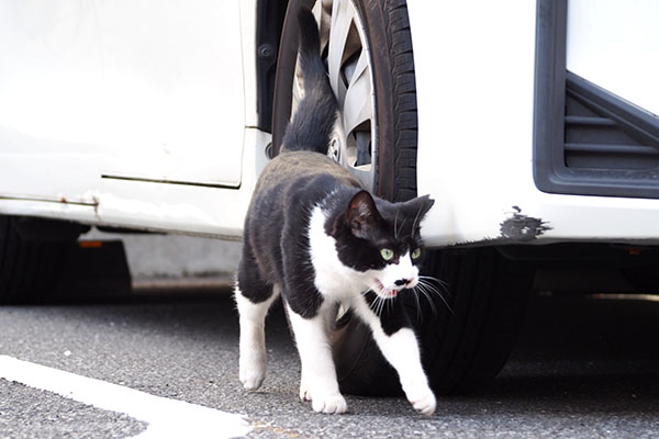 鳴きながら前進　こまち