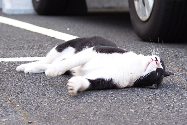 上見る　こまち