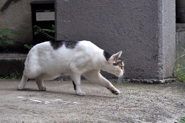 しろまる　姿勢を低く