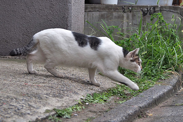 しろまる　忍び寄る