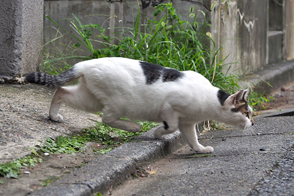 しろまる　突撃前