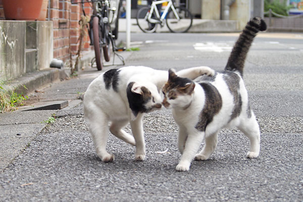 しろまる　セイに絡む