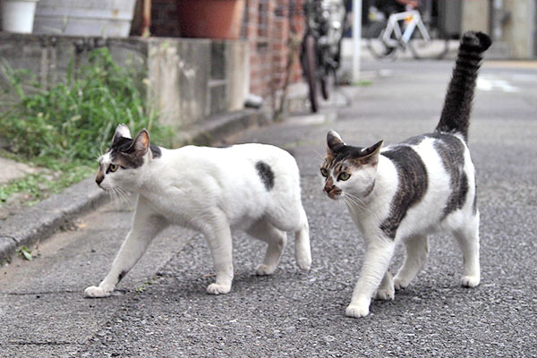 しろまる　相手にされずすんすん