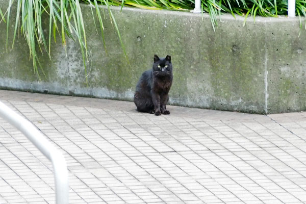 見てます　クーロン