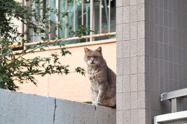 見続ける　グリ