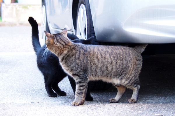 らい太　飼い主さんを見送る