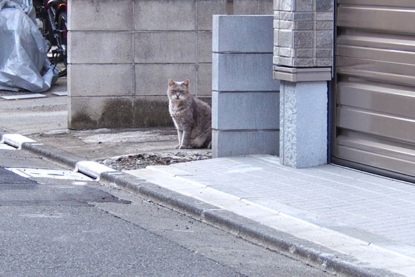 グリ　こっちょり