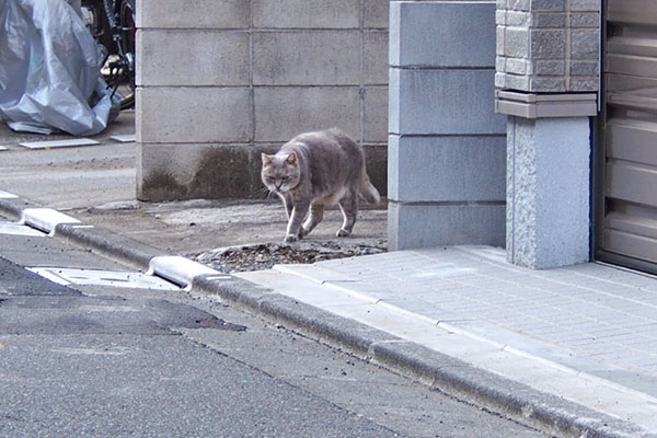 グリ　来るらしい