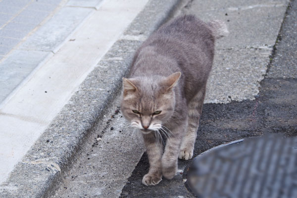 グリ　出迎えただけ