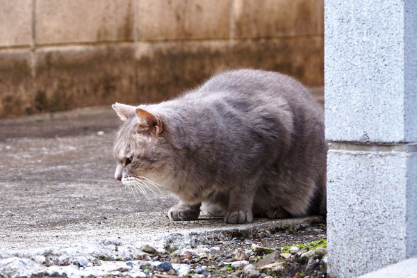 グリ　少しだけオヤツ