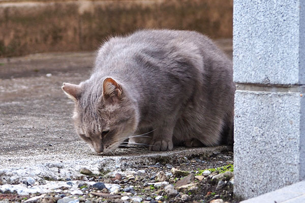 グリ　おなごりおしや