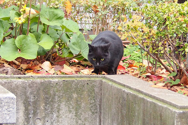 頂くにゃ　キト