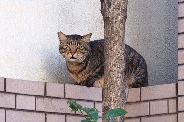 会社脇の塀の上　シマヲ