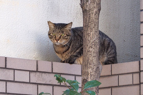 何って　シマヲ