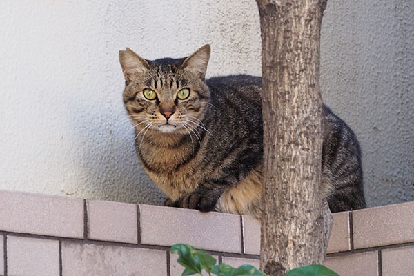 ボクです　シマヲ