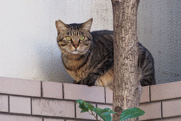 ポチが居る場所見てる　シマヲ