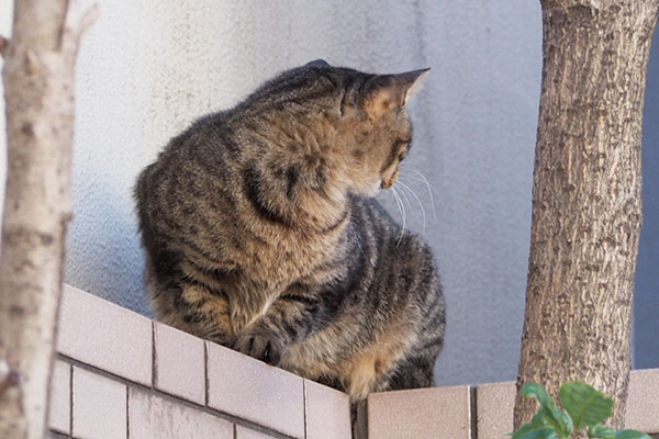 背後確認　シマヲ