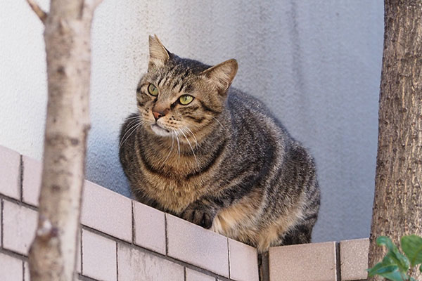 前方確認　シマヲ