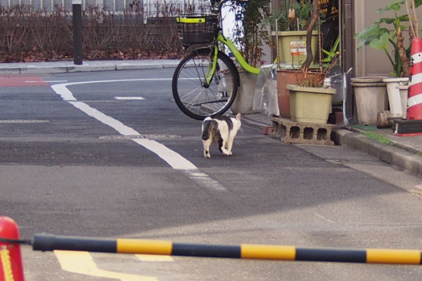 帰宅してる　ケイ