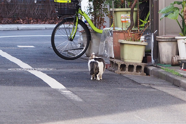 立ち止まり警戒　ケイ