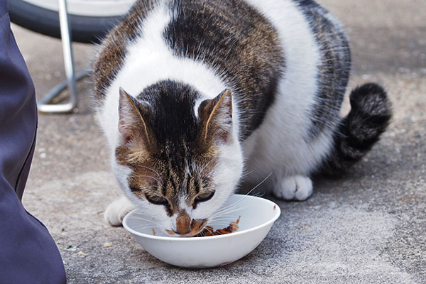 セイ　食べる