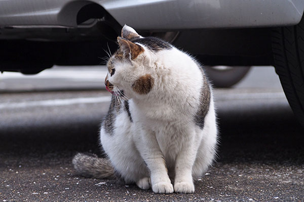 セイ　横向いてもぺろ