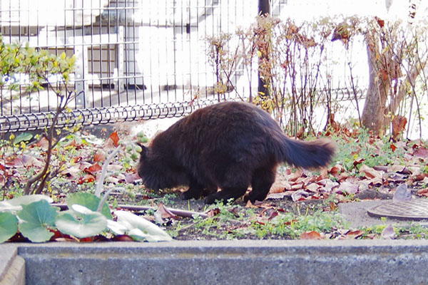 モフネ　一旦下がって食べる