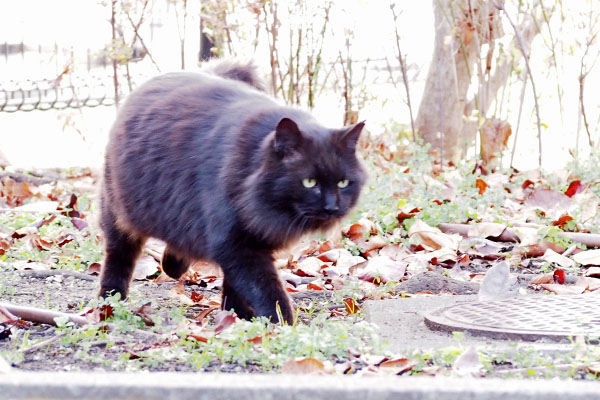 モフネ　取りに戻る