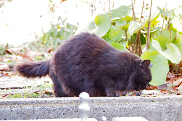 モフネ　やっとその場で食べる