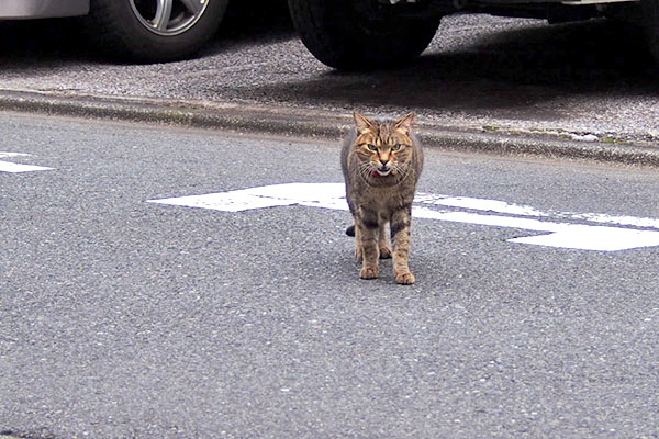 叫ぶ　らい太