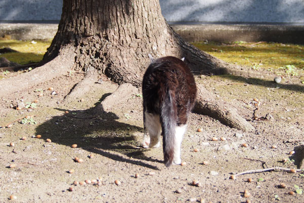 ポチ　木の根っこへ