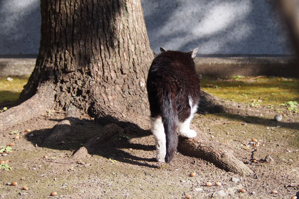 ポチ　爪研ぎ終わり