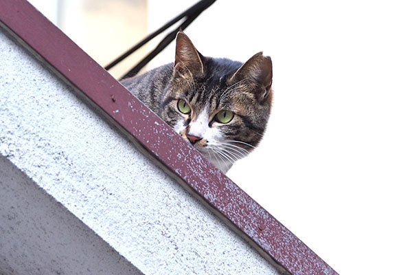 リンクス　モノタも居る