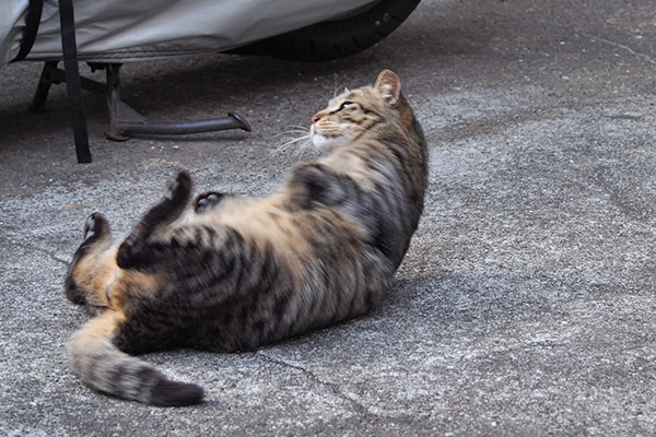 シマヲ　勢いつけて反転